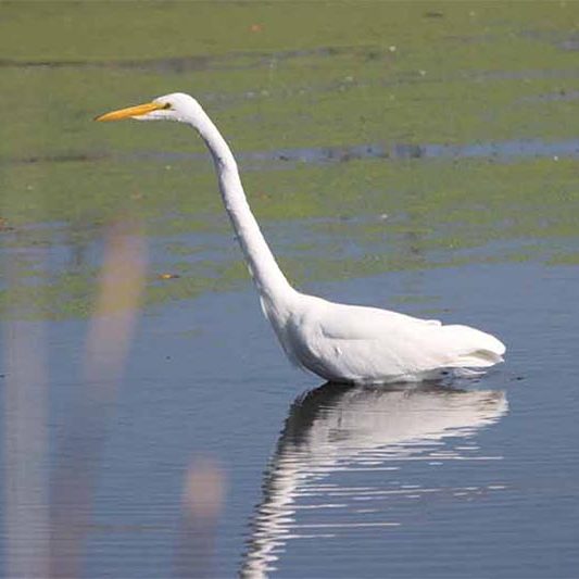 Grand River Marsh Wildlife Area bird watching